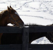 Welcome to the centre of all things equestrian in the province of Ontario!