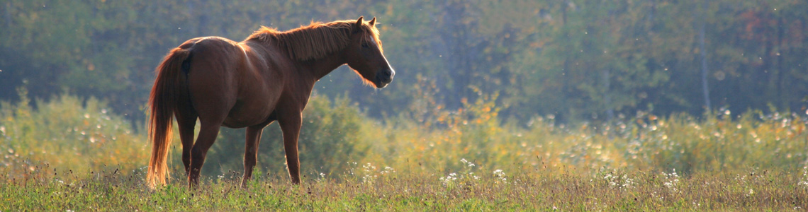 Horse-and-Country-1140x300